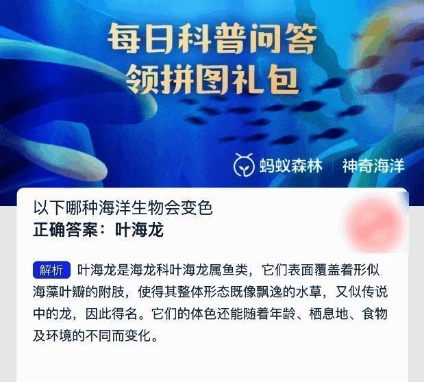 叶海龙高清图片，展示其独特的海藻状附肢与优雅姿态