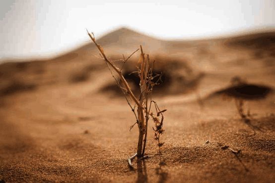 治沙人员在阿拉善盟现场作业的照片，正在铺设草方格
