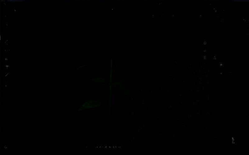 最终完成的树苗模型正面视角展示效果