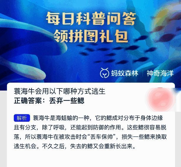 蓑海牛特写插图，展示其分布在身体边缘的分支状鳃结构