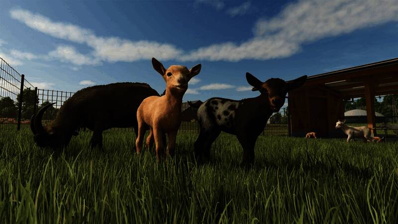 水牛与山羊出现在农场中的场景