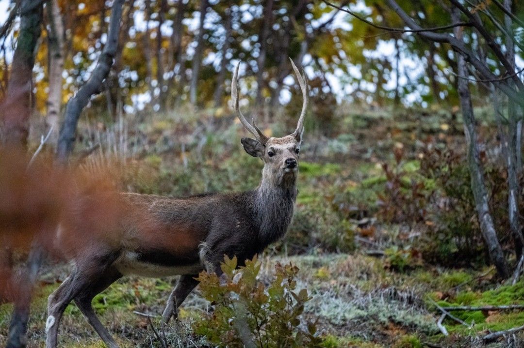 阿伊努族传统建筑遗址，为游戏文化背景提供参考依据