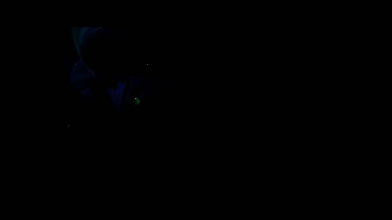 新英雄奈拉战斗立绘，身穿暗红色皮衣，手持带链钩爪，眼神狂野，背景为血色月光下的码头