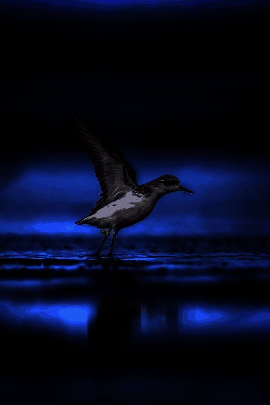 摄影师黄宝桐在泉州拍摄的勺嘴鹬特写，清晰展现其独特的勺形嘴部结构