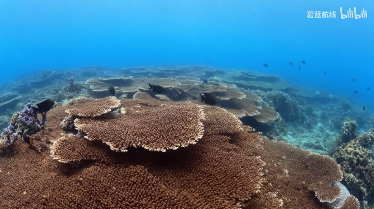 游戏内公益任务界面截图，展示任务目标与奖励内容