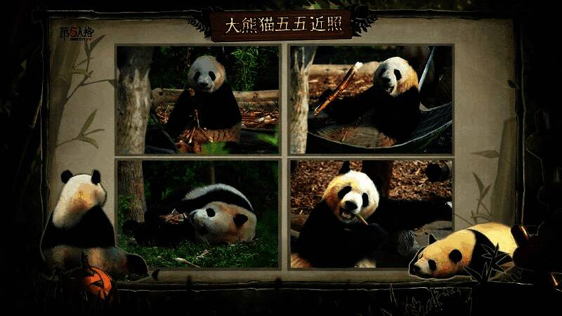 ‘五五’熊猫宝宝可爱近照，趴在竹林中啃食竹子，眼神灵动