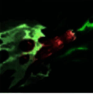 大嘴使用E技能减速敌人并接Q技能破甲的画面，技能特效清晰展示减速区域与破甲光环