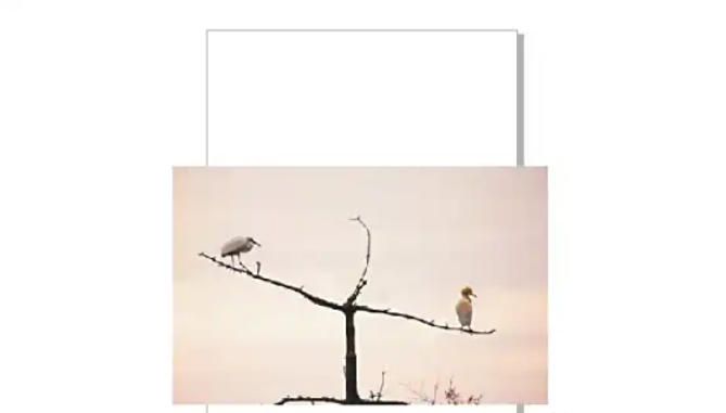 CorelDRAW软件界面展示新建文档和导入图片的操作流程