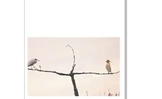 矫正完成后使用参考线和对齐面板验证图片是否完全水平对齐的示意图