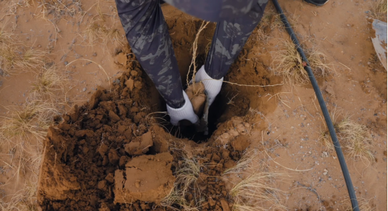 玩家代表与当地治沙员并肩站在成林的梭梭树旁，背景是绵延起伏的绿色沙丘，两人手中各持一株新苗，笑容明朗，胸前佩戴‘拉格朗日地球日’纪念徽章