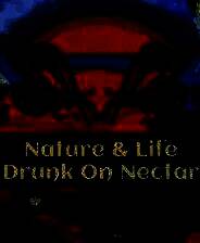 《自然与生命：沉醉于花蜜》 v1.0.4.3升级档+未加密补丁[TENOKE]