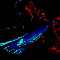 掌上瓦罗兰特助手 官网入口 V1.8.0