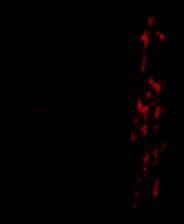 《不審者通報しました》游戏库