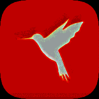 HttpCanary（黄鸟抓包） Vrelease-0.3