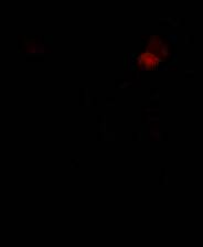 《降妖散记》v1.0.0 十一项修改器[3DM]