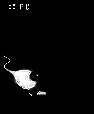 《号角和象牙之门》 英文免安装版