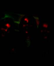 《根源之树已死》 v20250401升级档+未加密补丁[TENOKE]