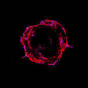 肿瘤医生 中文版 V1.6.4