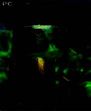 《疯狂恐龙乐园》简体中文免安装版