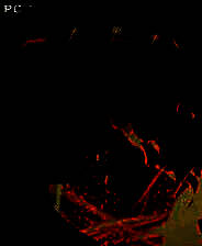 《艾丽娅》第一季 简体中文免安装版