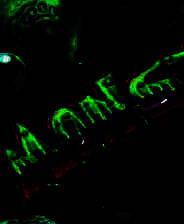 《怪物鱼》 英文免安装版