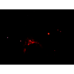 DeepSkyStackerv4.2.1