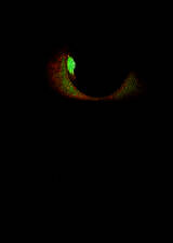 《恩奇》英文免安装版