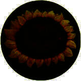 植物大战僵尸写实版 正版 V1.1.5